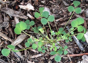 A young black medic plant. 