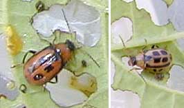 Adult bean leaf beeltes may vary in color but normally have four black spots on the wing covers.