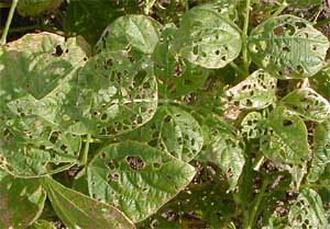 Adult bean leaf beetles chew holes in bean leaves and pods.