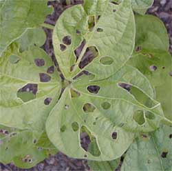Bean leaf beetle adults chew round holes in bean leaves.