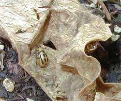 Bean leaf beetles rest and overwinter in debris or under leaves.