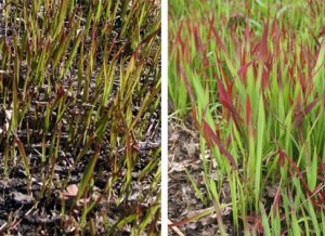 Ornamental cultivars have red tips on the leaves.