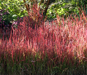 Imperata cylindrica var. rubra develops red color that intensifies through the growing season.