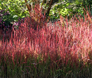 Japanese deals blood grass