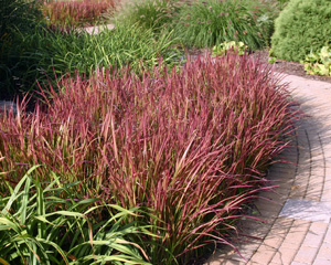 Red-leaved Japanese bloodgrass.