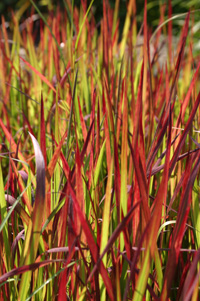 Backlit leaves glow with color.