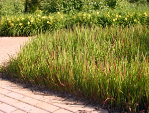 Imperata cylindrica is a noxious weed in many areas, but certain cultivars are grown as ornamental grasses in gardens.