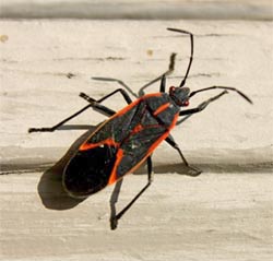 An adult boxelder bug.