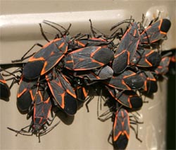 A cluster of boxelder bugs on a house.