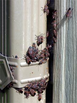 Boxelder bugs often congregate on sunny sides of buildings.