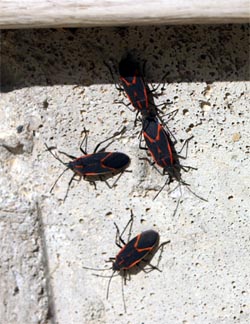 Boxelder bugs congregating on a house foundation.