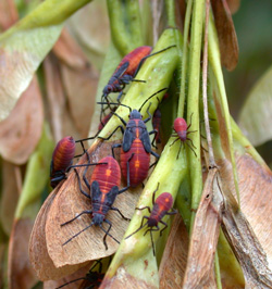 Boxelder bug nymphs feeding on boxelder seeds.