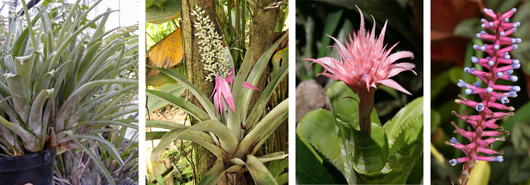 Aechmea ornata plants (L); blooming A. castelnavii (LC); blooming hybrid Aechmea (RC); and inflorescence of A. gamosepala (R). 