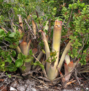 The terrestrial tank bromeliad Billbergia litoralis growing in restinga habitat on sand dunes near Salvador, Brazil.