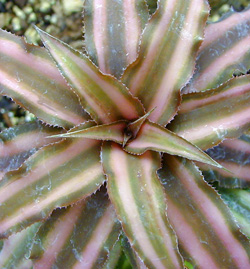 Cryptanthus bivattatus Ruby