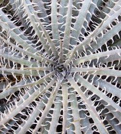 Dyckia delicata