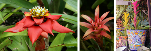 Guzmania lingulata (L) and Guzmania hyrbrids (C and R).