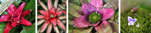 Various hybrid Neoregelia showing colorful central leaves and tiny flowers in the center (R).