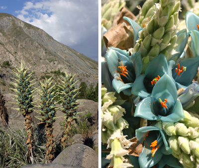 Flowering Puya berteroniana in habitat, near Lo Valdes, Chile (L) and its turquoise flowers (R).