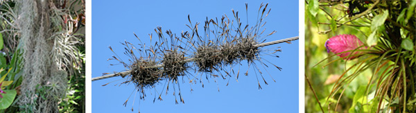 A variety of grey Tillandias in a conservatory, including Spanish moss, T. useneoides (L); Tillandsia recurvata on electric wires in San Jose de los Remates, Nicaragua (C); and blooming T. cyanea (R).