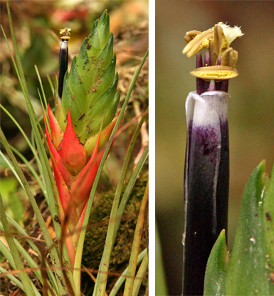 Tillandsia punctata inflorescence (L) and flower closeup (R).