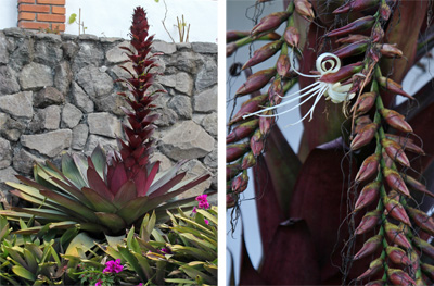 The tall inflorescence of Vriesea imperialis (L) and closeup of the pendant flower spikes with a single white flower open (R).