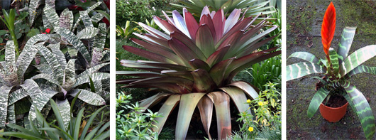 Vriesea ospinae var. gruberi (L); V. imperialis (C); and blooming V. splendens (R).