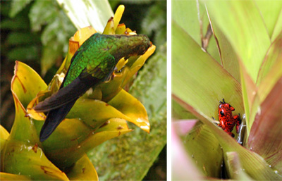 In nature bromeliads provide food and shelter for animals, such as this green brilliant hummingbird (L) and strawberry dart frog (R).