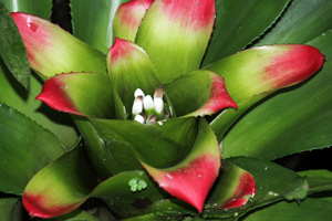 Many bromeliads make good houseplants because they thrive under lower light consitions.