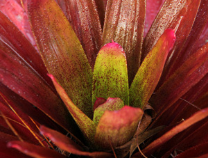 Tank bromeliads do best when watered with rainwater but will tolerate tap water.