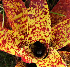 Many bromeliads are grown for their colorful foliage rather than for flowers.