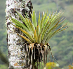 An epiphytic bromeliad growing on a tree trunk.