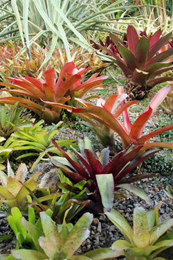 Bromeliads in the landscape at a private home in Costa Rica.