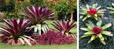 Dramatic plantings of huge Vriesea imperilis underplanted with red Iresine (L) and a Neoregelia hybrid set against black mondo grass (R).