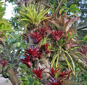 A collection of bromeliads placed on a tree at Costa Flores, Costa Rica.