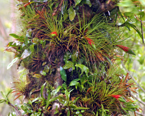 Many bromeliads are tropical epiphytes.