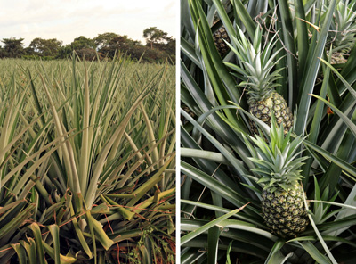 Commercial pineapple, Ananas comosus, in the field.