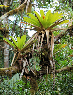 Tank bromeliads in a tree.