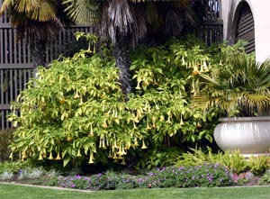 A Brugmansia in full bloom at Balboa Park, San Diego.