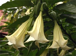 Brugmansia flowers are very fragrant.