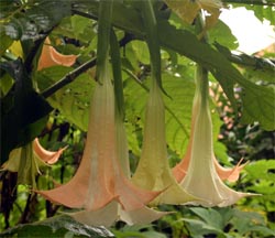 Peachy Brugmansia flowers in Costa Rica.