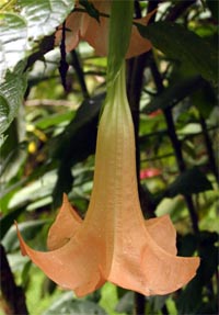 The flowers of most Brugmansia are pendant trumpets.