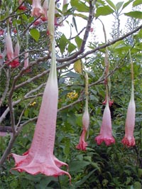 A pink-flowered Brugmansia growing in New Orleans.