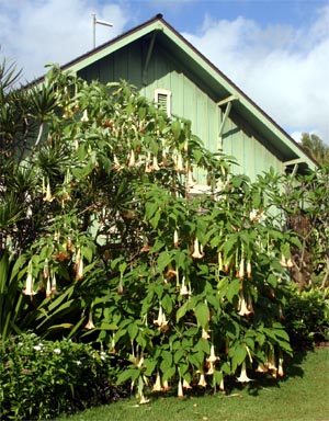 An Angels Trumpet at the National Botanical Garden in Kauai.