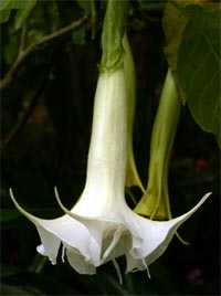 Brugmansia flower.