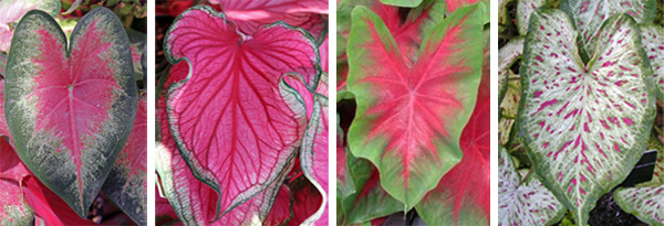 Cultivars (L-R): 'Fannie Munson', 'Florida Sweetheart', 'Frieda hemple', en 'Gingerland'.'Fannie Munson', 'Florida Sweetheart', 'Frieda hemple', and 'Gingerland'.