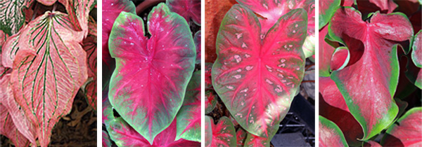 Cultivars (L-R): 'Pink Symphony', 'Postman Joyner', 'Red Flash', en 'Red Frill'.'Pink Symphony', 'Postman Joyner', 'Red Flash', and 'Red Frill'.