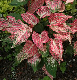 Caladium Thai Beauty.