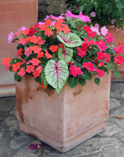 Combineer caladiums met andere schaduwminnende eenjarigen in containers.