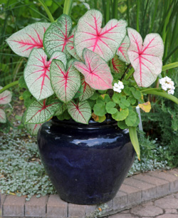 Les caladiums sont facilement cultivés en conteneurs.